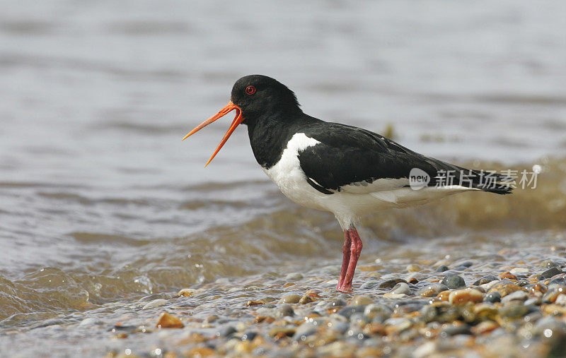 捕牡蛎者(oematopus ostralegus)